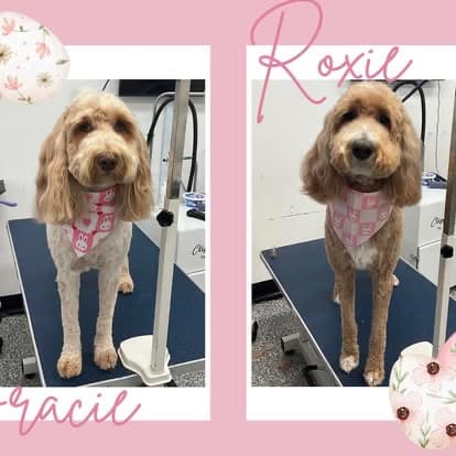 Groomed dog at American Puppy