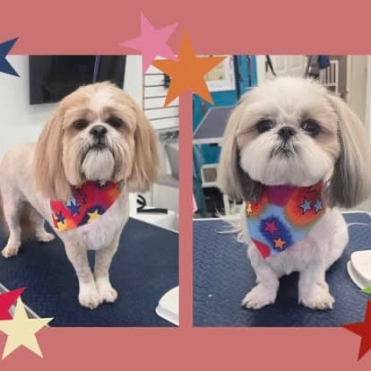 Groomed dog at American Puppy