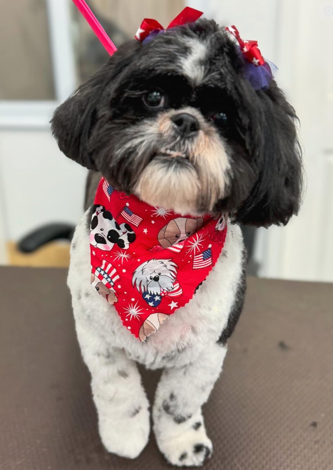 Groomed dog at American Puppy