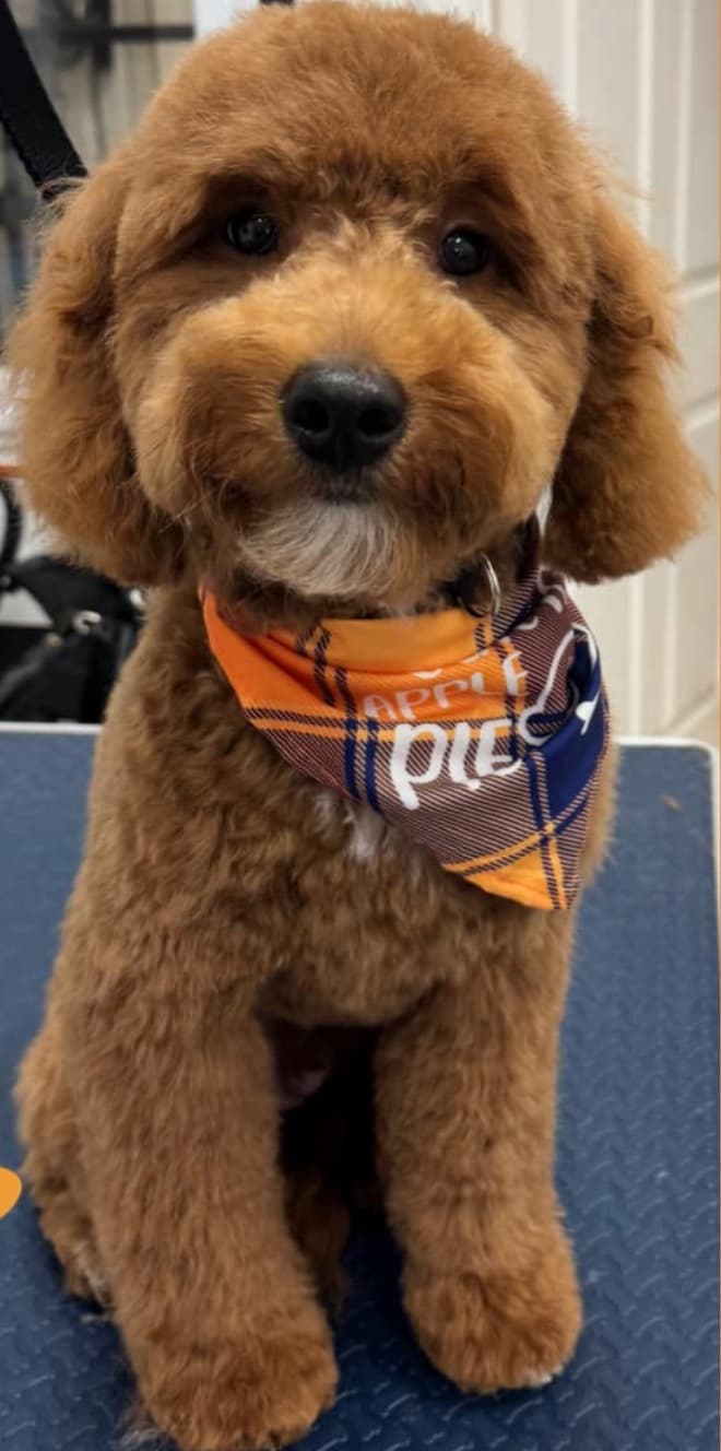 Groomed dog at American Puppy