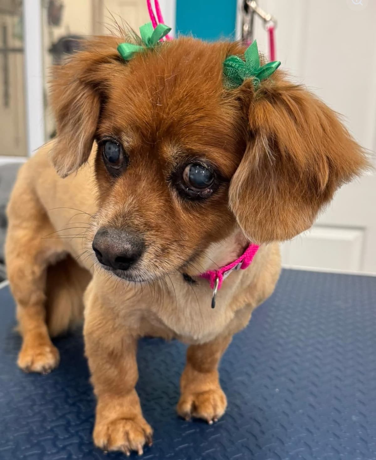 Groomed dog at American Puppy